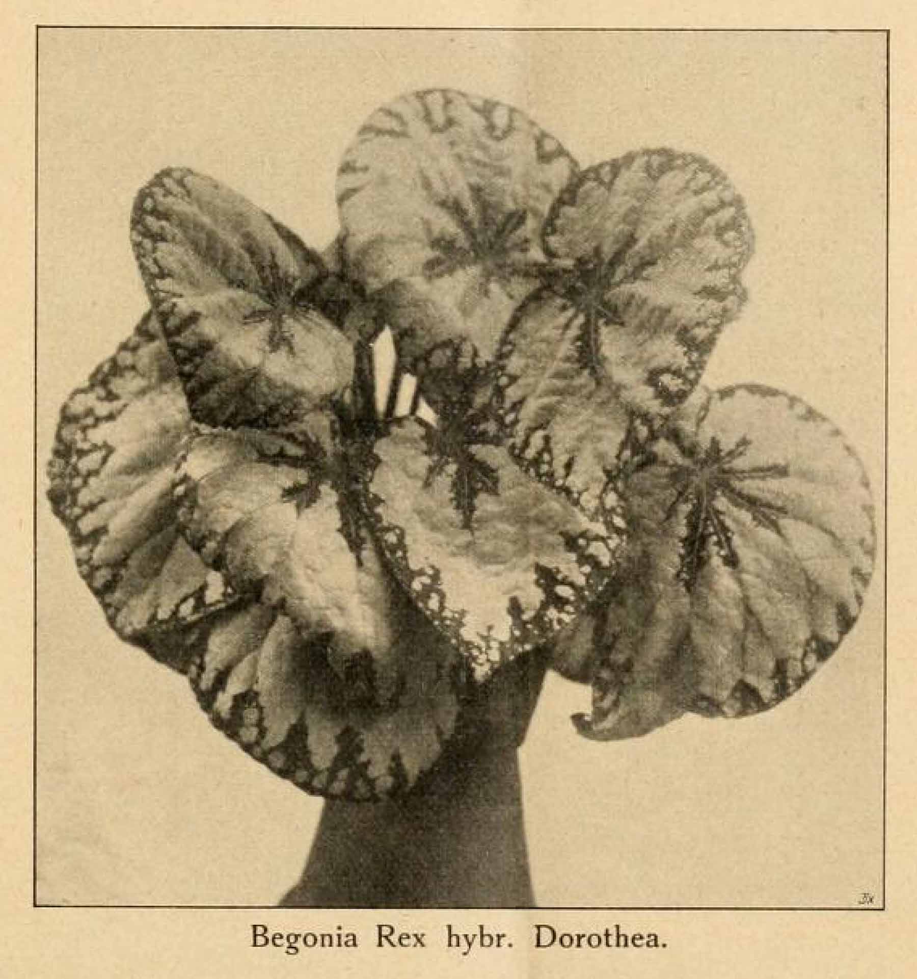 B. ‘Dorothea’